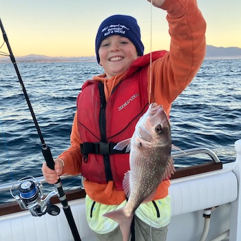 pinkie snapper caught at Bermagui NSW